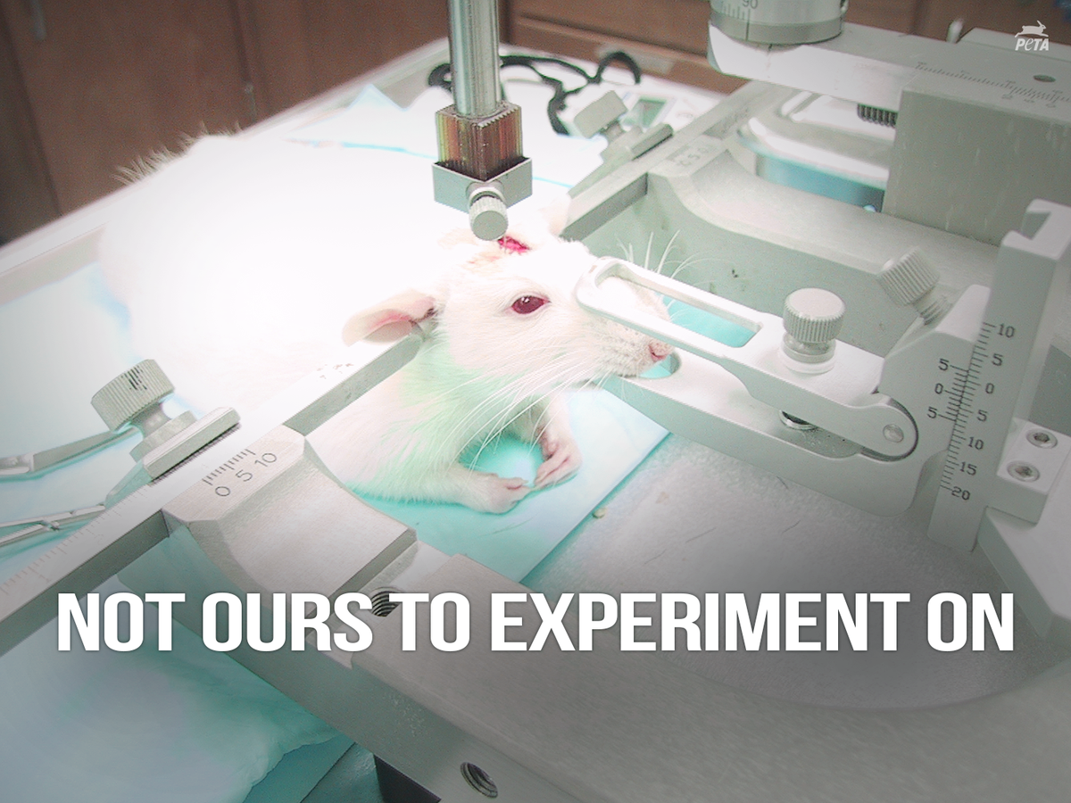 Mice &amp; rats are two of the only animals NOT PROTECTED by animal welfare laws.

HELP: peta.vg/stoptests #WW4AIL
