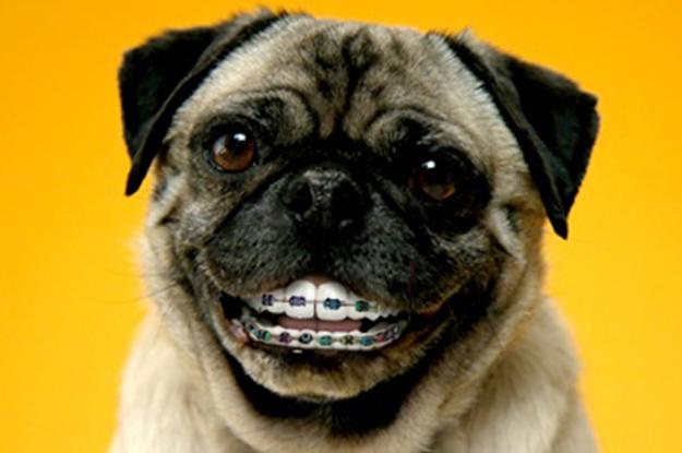 AndyFrostOrtho's tweet photo. Ever wonder what a pug with braces looks like? Well, Happy Friday from us to you! #TGIF #BracesHumor #AndyFrostOrtho http://t.co/LvxBrY8qFm