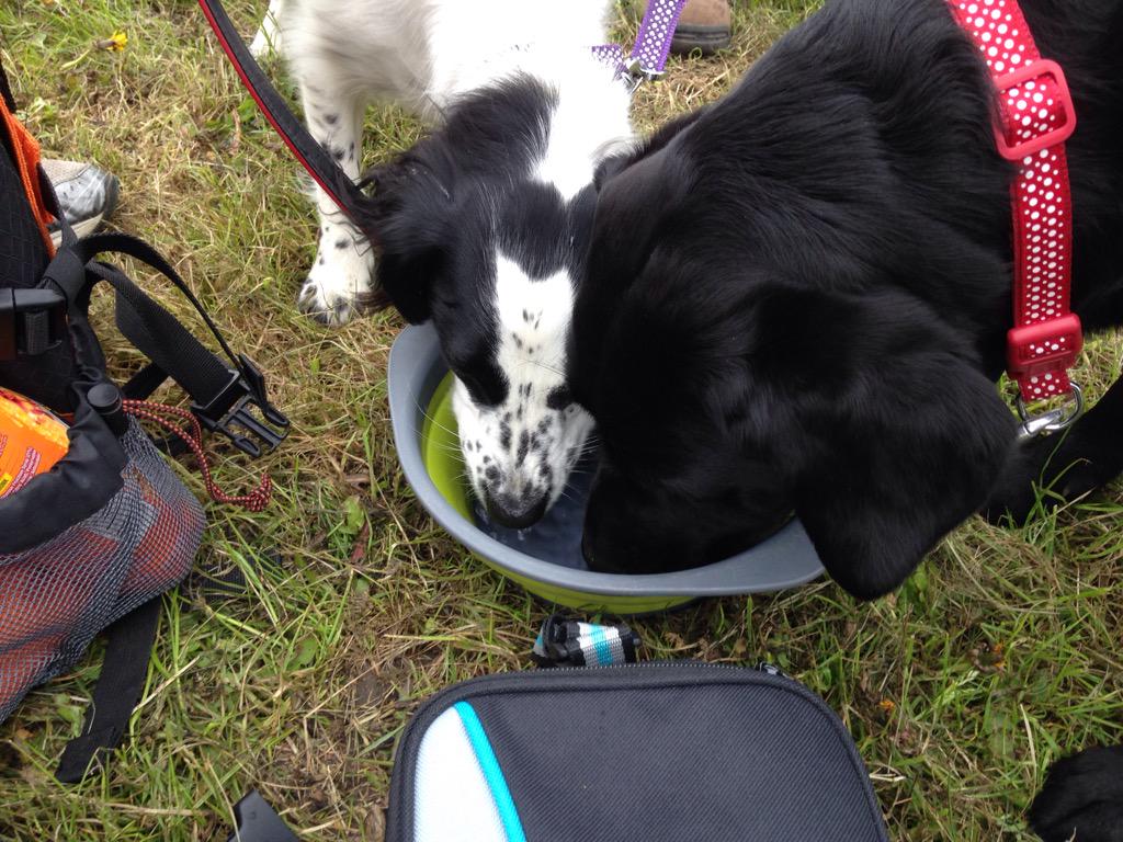 BAESystemsAir's tweet photo. @houndsforheroes One final drinks stop for our four legged walkers. #baewalk http://t.co/LezS7qWjjD