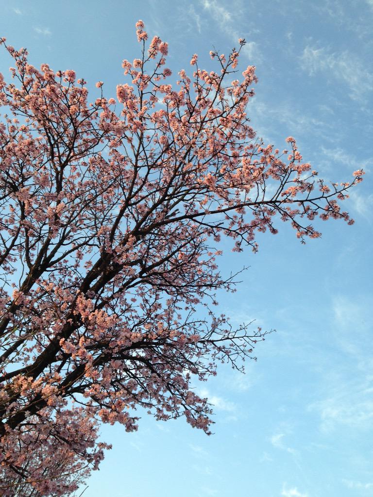 chihiro276's tweet photo. 長野県では今が桜の季節でした(*^^*) http://t.co/5YfwJH5ElN