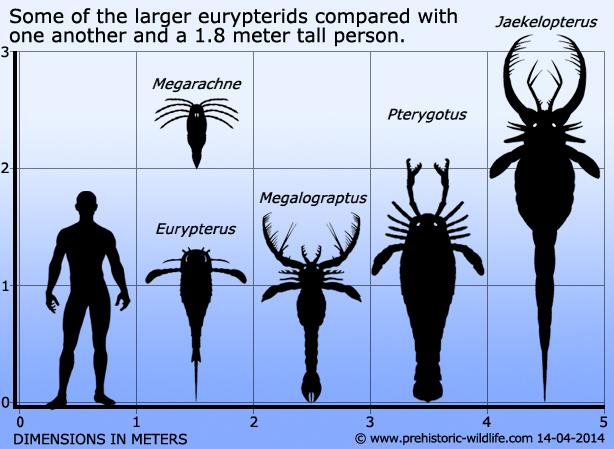 Scorpion Size Chart