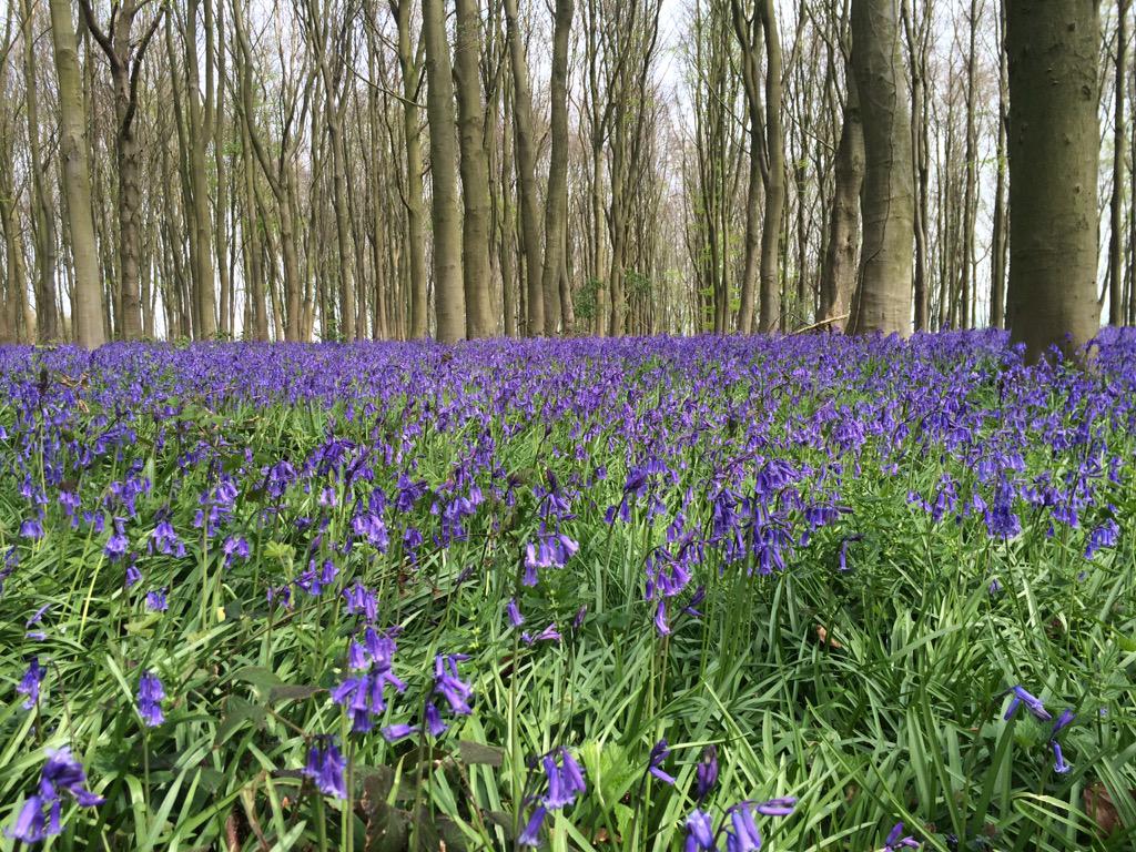 MarkIsaacson1's tweet photo. Bluebell woods, deepest Herts. #lovespring http://t.co/YZIwEoIX3I