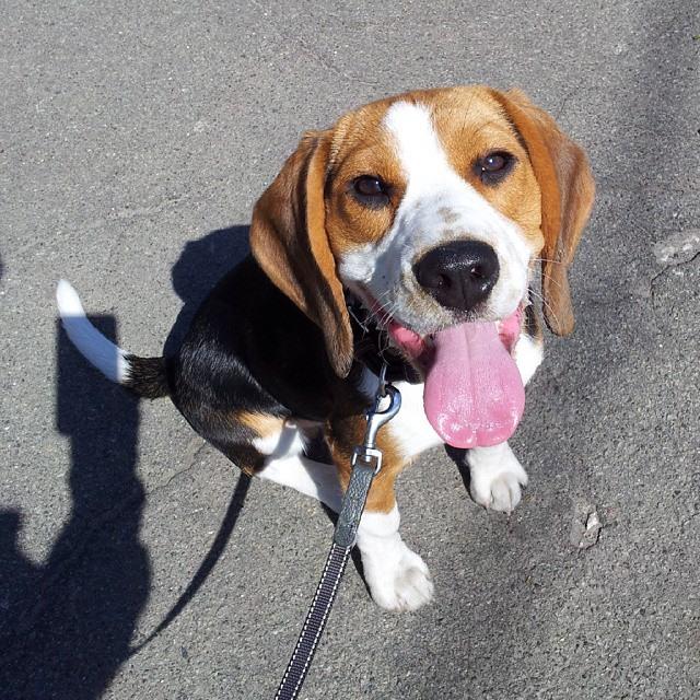 DJAnnalee's tweet photo. It's my doggy time. Amazing sunny day! :)
#mydoggyboy #mydog #buddy #TranceFamily #DJAnnaLee #TranceFamily #TranceDog http://t.co/19AXFMl2NF