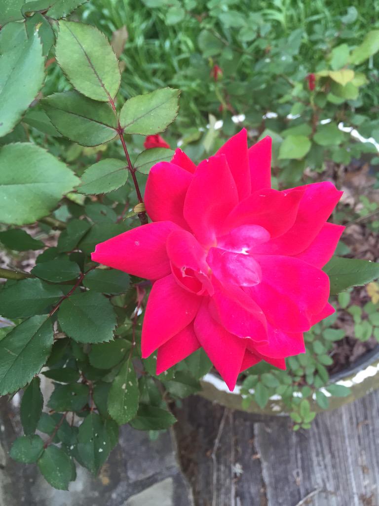 _nikkih_'s tweet photo. Poor rose is subject to my "gardening" skillz http://t.co/gmcomjibPf