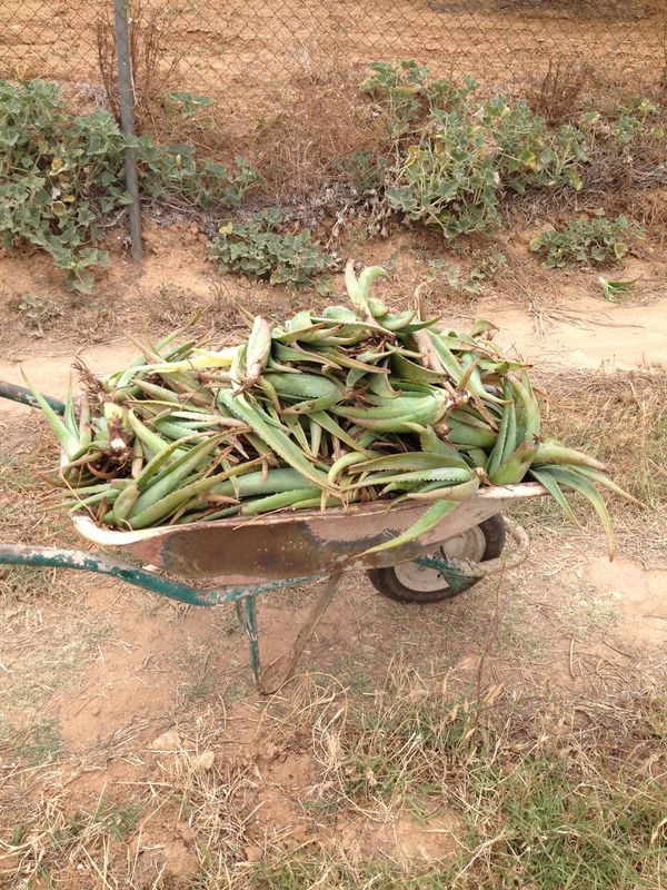 Work to do! Small AloeVera sprouts heading to their pot. Eventually being sold to wholesale for not even half a euro.