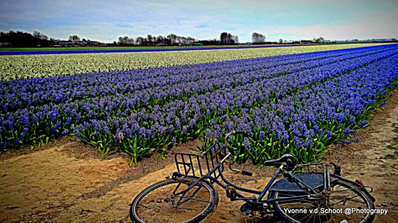 y_vonny_7's tweet photo. #myfirstTweet 
#Double #Dutch
#Flowerfriday #flowerbulbs #bicycles #Holland #bloembollen #fiets #Noordwijk http://t.co/0RZx4k3QvR