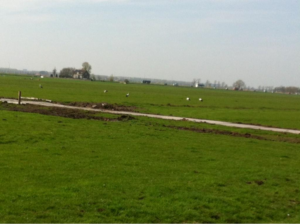 henri_willig's tweet photo. Nu 5 ooievaars in katwoude
Vorig jaar 1 http://t.co/d7rqxt0Lti