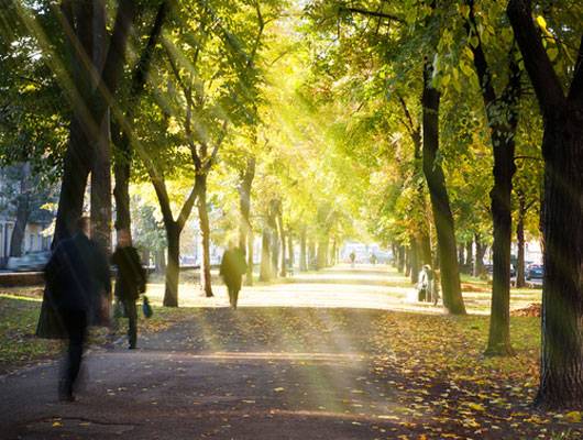 PlanetGreen's tweet image. How to celebrate #ArborDay without a yard bit.ly/1GpnRh2