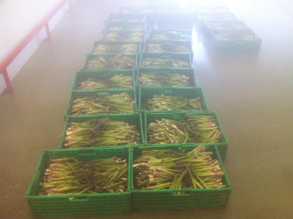 Today's pick being gently cooled with fog ready to be graded #BritishAsparagus