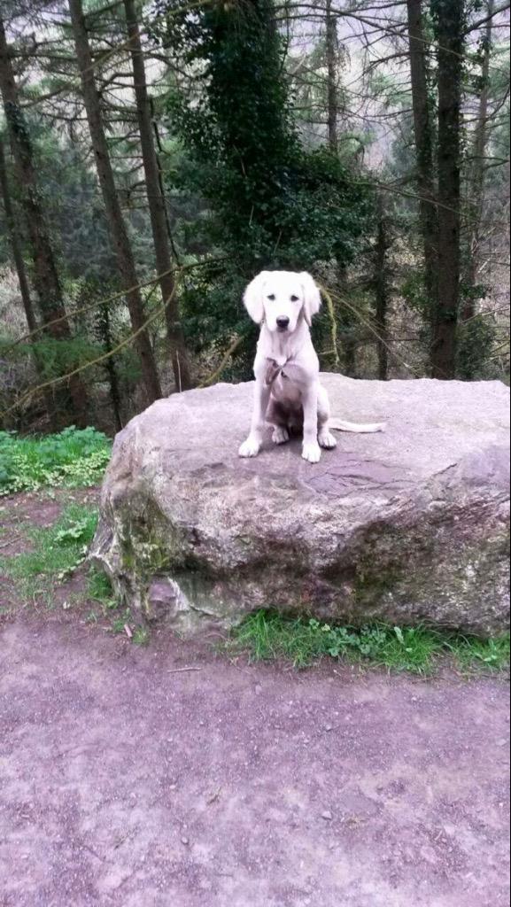 dogwalkcardiff's tweet photo. Milo the Retriever on a two day Board with us. #DogSitting #dogfriendly #Cardiff http://t.co/9Oi5qaMWQm