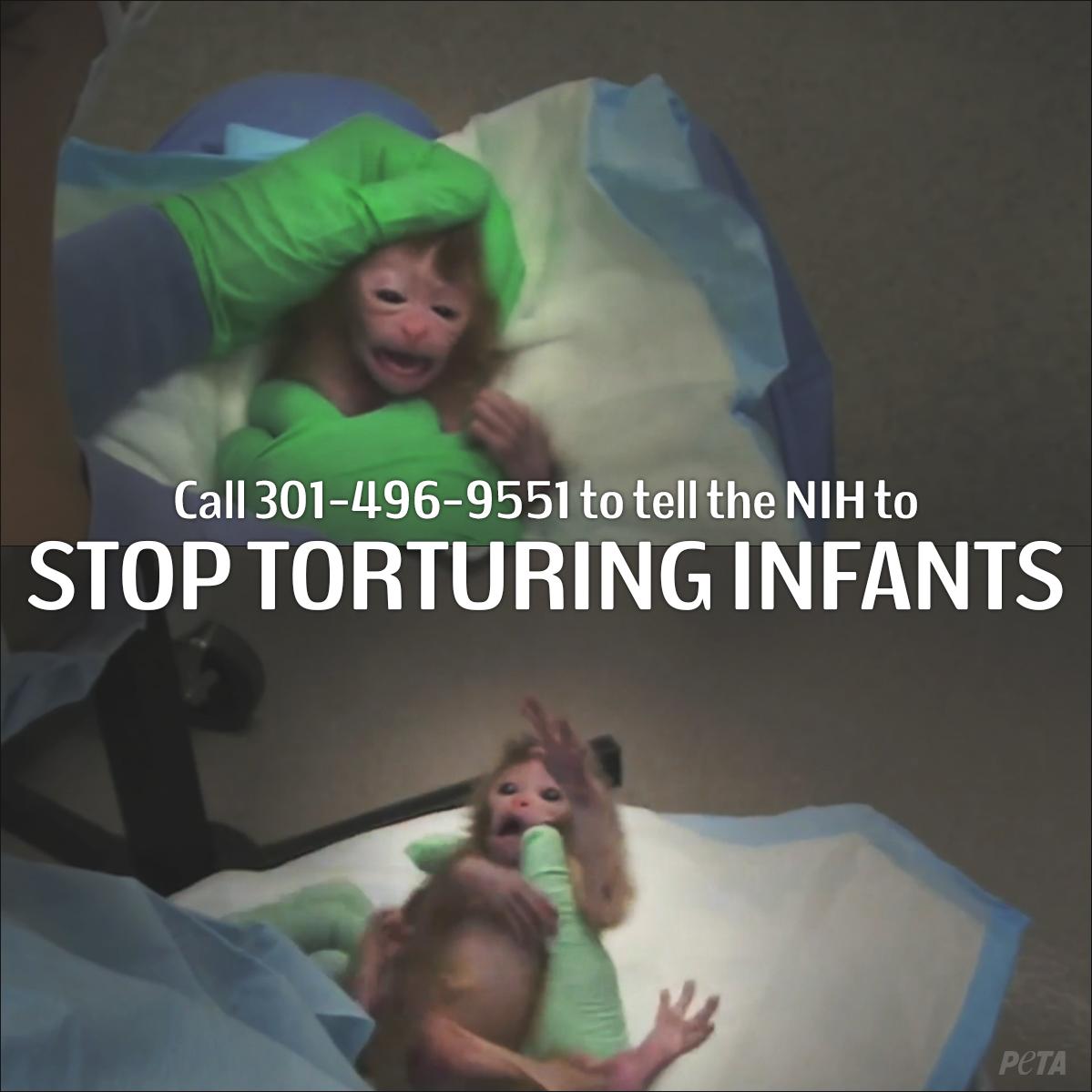 URGENT: RT &amp; CALL NOW if you want <a href="/NIH/">NIH</a> to stop terrorizing baby monkeys like THIS! #WW4AIL #StopAnimalTests