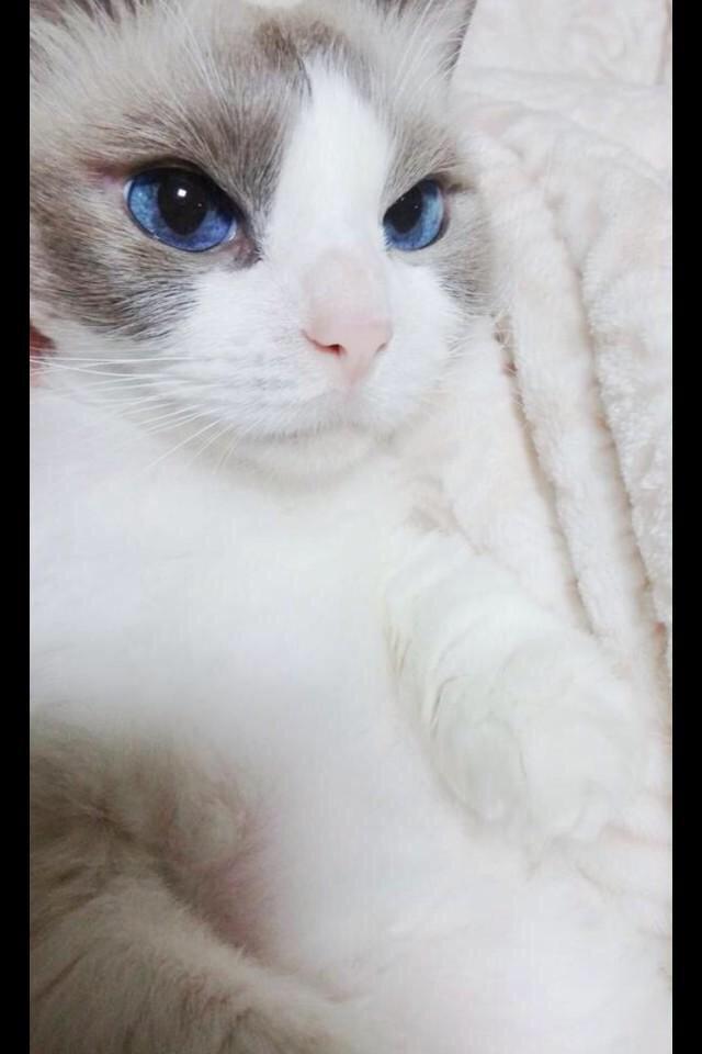 Allahım sen nasıl bir kedisin ya o.0 Miranda Kerr reenkarnasyon da şaşırmış kedi olmuş sanki ♥♥♥