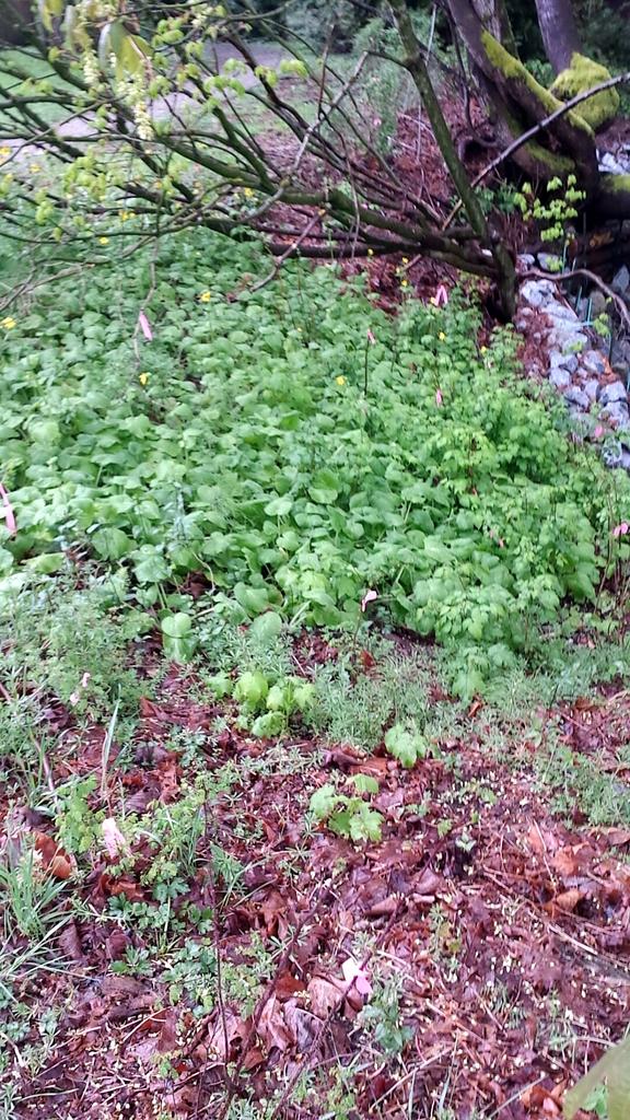 jolenesalter's tweet photo. Went to check out an old work site π but some of the plants got trampled over.. #sharp2014 #queenmarypark #watershed http://t.co/zxfzA0UrRR