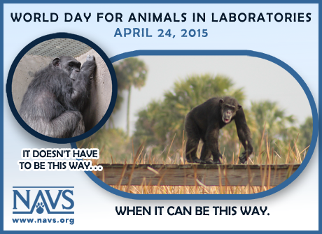 NAVS_US's tweet photo. Today we recognize #WorldDayforAnimalsinLaboratories #WorldDayforAnimalsinLabs http://t.co/iR0fIo10Kh http://t.co/6ilBlJMbGo