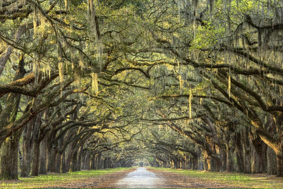 DStrattonPhoto's tweet image. The longest Oak lined road in the world! Feeling blessed to have seen it with my own eyes! 
douglasstratton.com