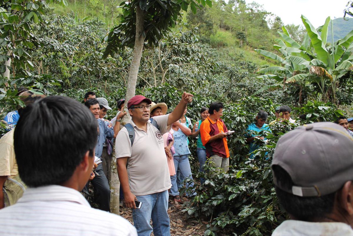JorgeC_Coffee's tweet photo. . @SustHarv team overseeing #Peru #coffee harvest evolution and #farmer training #ImpactAtOrigin #LetsTalkCoffee http://t.co/a41BIpOlUb