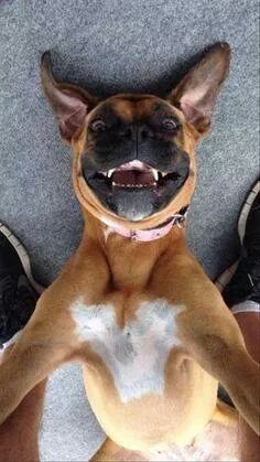 BoxerKennel's tweet photo. #BoxerBreed
🐾 http://t.co/zdtQU3eHtX 🐾
#BoxerDog
#BOXER #BoxerLove #Boxers #Dogs #ILoveMyBoxer #BoxerLover #DogShow
🐾 http://t.co/Y8JJMH0J66