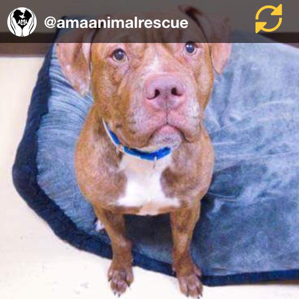 anjjilll's tweet image. #savereina RG @amaanimalrescue:GOAL 500 REPOSTS TO SAVE HER LIFE! has 1 DAY to find her miracle! TODA... #regramapp