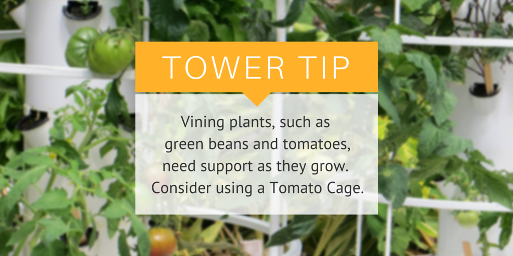 TowerGarden's tweet photo. You can order a tomato cage here: http://t.co/Mmie0zWiAu #towertip http://t.co/Bl8KriNyDm