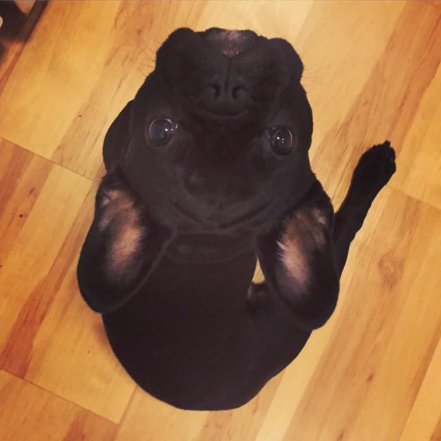 dillonthadude's tweet photo. Whatcha doing? #tgif #chillinwithdillon #bigdillystyle #barkbox #bullylife #petsofinstagra… http://t.co/sPLRMjahkX http://t.co/d1PWtDbyZx