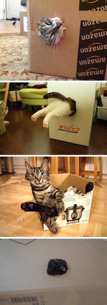YoSoyCatLover's tweet photo. @elbotasnegras la locura gatuna de las cajas jajaja http://t.co/Ovg1PeJ8xE