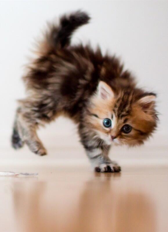 ltsKittens's tweet photo. Retweet if this cutie made you smile! http://t.co/sHhxfrpuOe