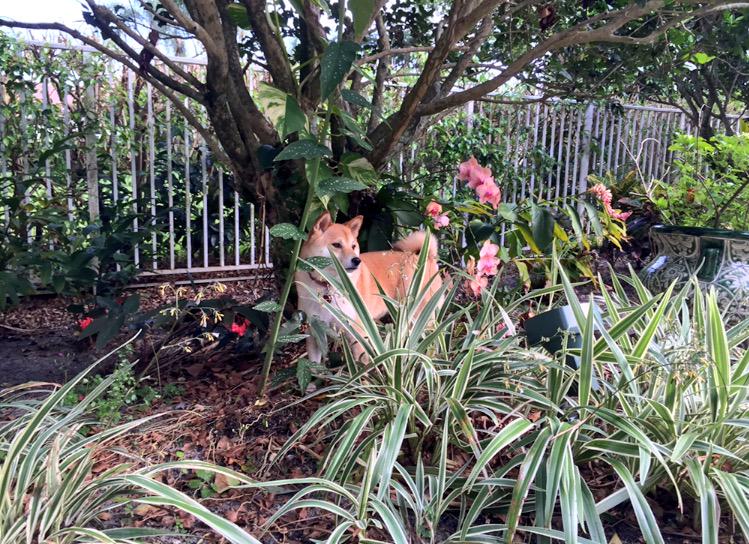 LeashYourself's tweet photo. Lizard hunting. http://t.co/8bMseBoqSH
