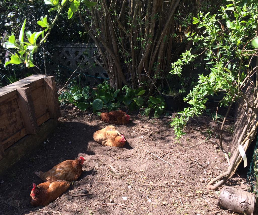 GertrudesGirls's tweet photo. @BHWTOfficial Our #exbat girls enjoying the recent #sunshine with a nice #dustbath #hensinretirement #chickens http://t.co/y5CapumXcQ