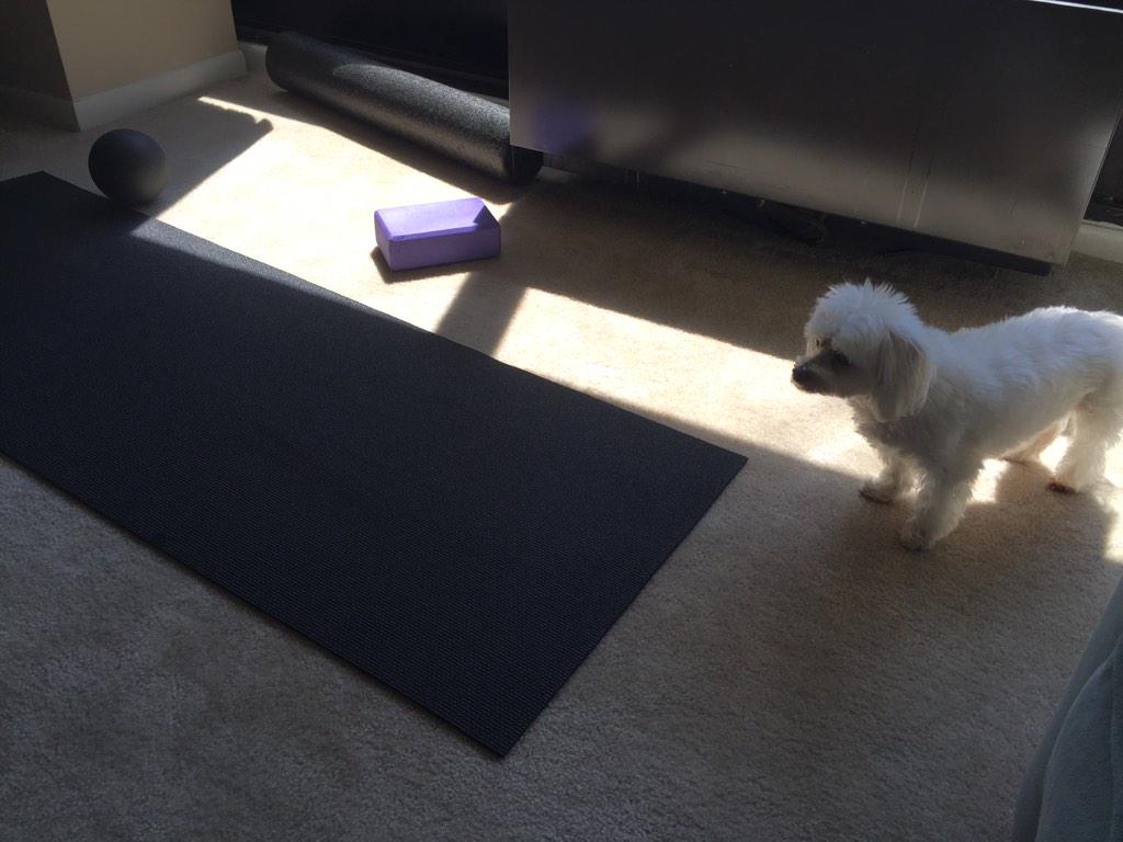 Pondering a little bit of yoga...maybe after my nap...