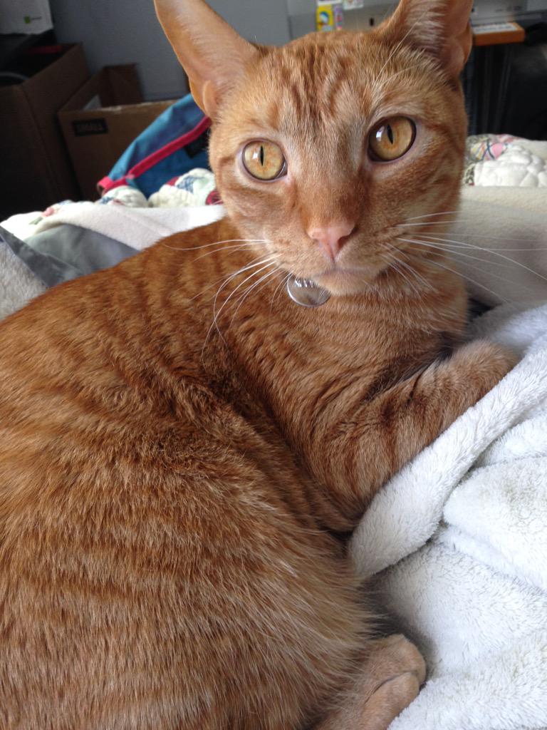 StupidNoodleCat's tweet photo. I was out of town for a week and I missed him SO MUCH http://t.co/OsWC4atV0x