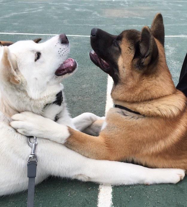 BuzzFeed's tweet photo. 23 dog best friends who love each other a lot 💖http://t.co/3ZLMlloKqG http://t.co/3ntNeq408i