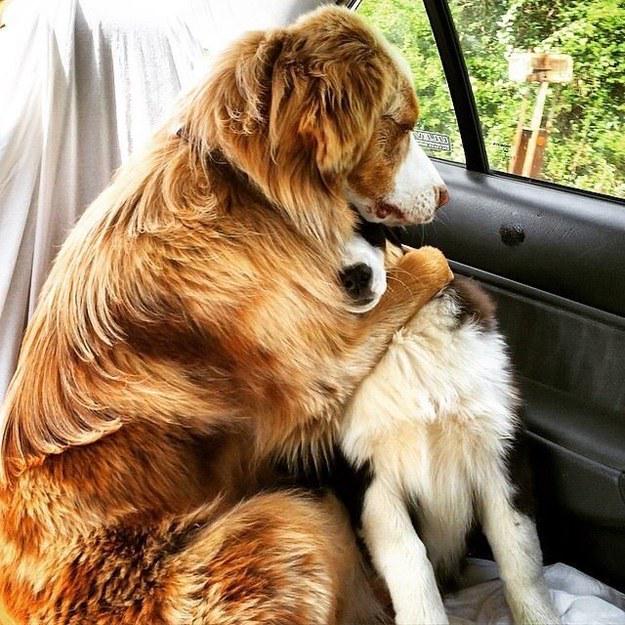 BuzzFeed's tweet photo. 23 dog best friends who love each other a lot 💖http://t.co/3ZLMlloKqG http://t.co/3ntNeq408i