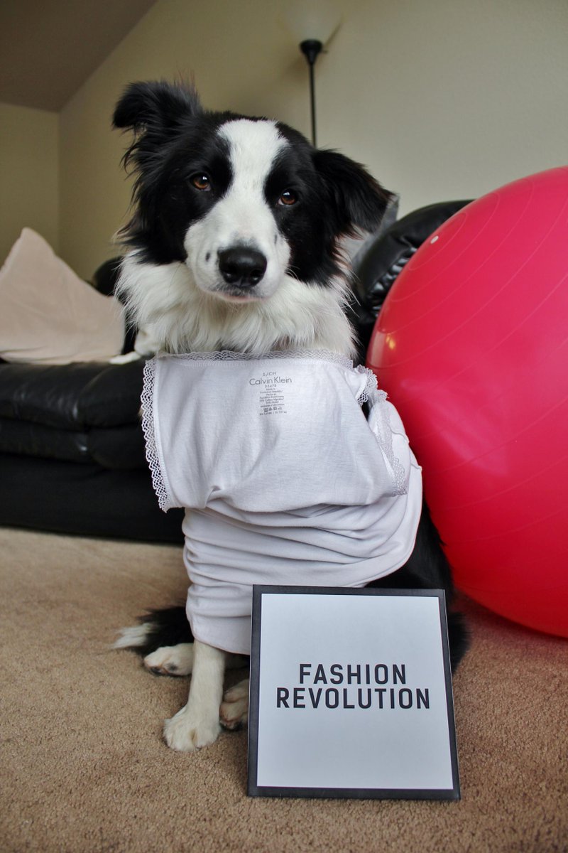 Be curious. #WhoMadeMyClothes #QuienHizoMiRopa #FashRev #bordercollie #pets #lovedogs #vegan
