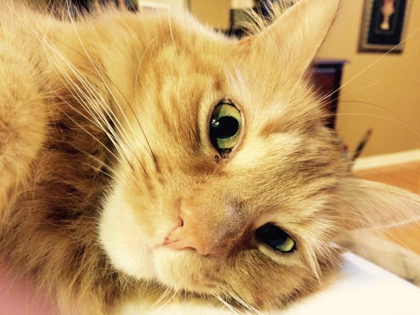 TracyAAiken's tweet photo. Love my Ginger! UPSers #upspets http://t.co/eAD6G1DbvU