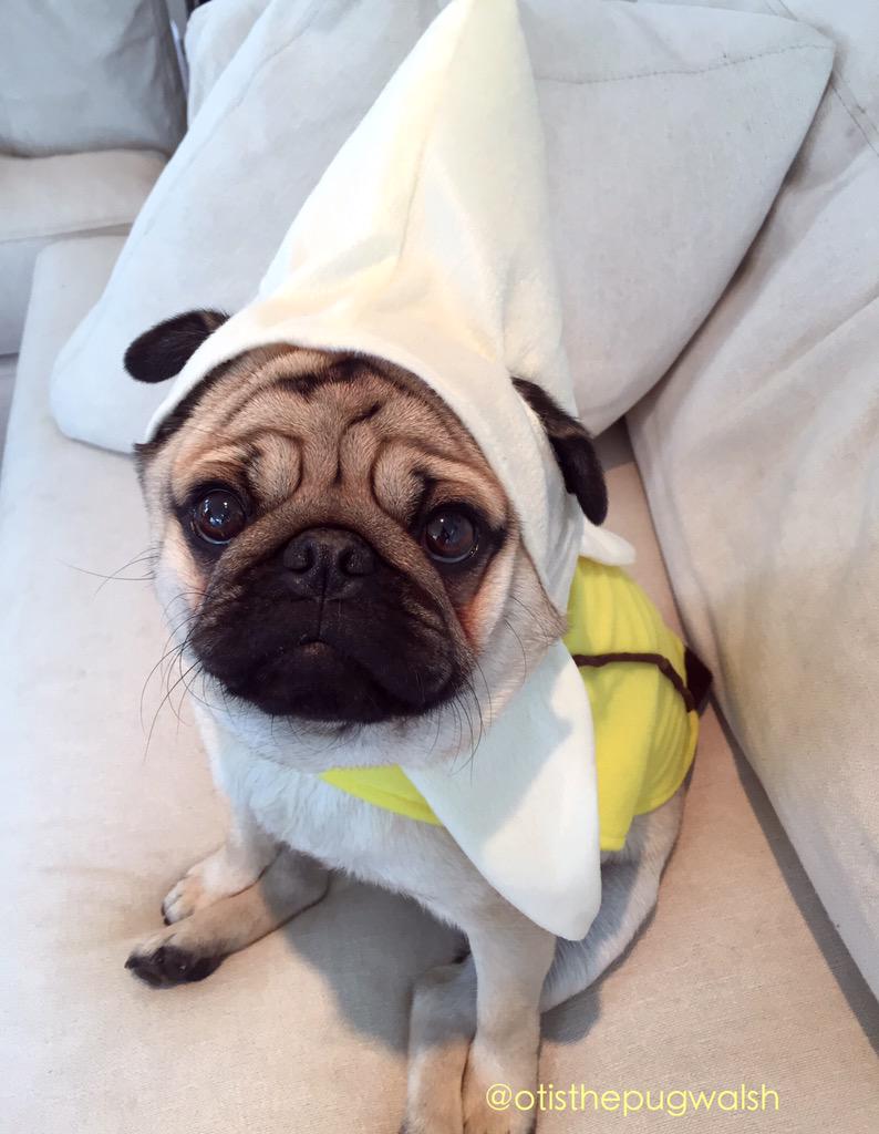 otisthepugwalsh's tweet photo. I go well with your cereal &amp; I'll be happy to even eat it for you! Happy Fruity Friday from your favorite Pug Banana! http://t.co/JkVJOr5EBH