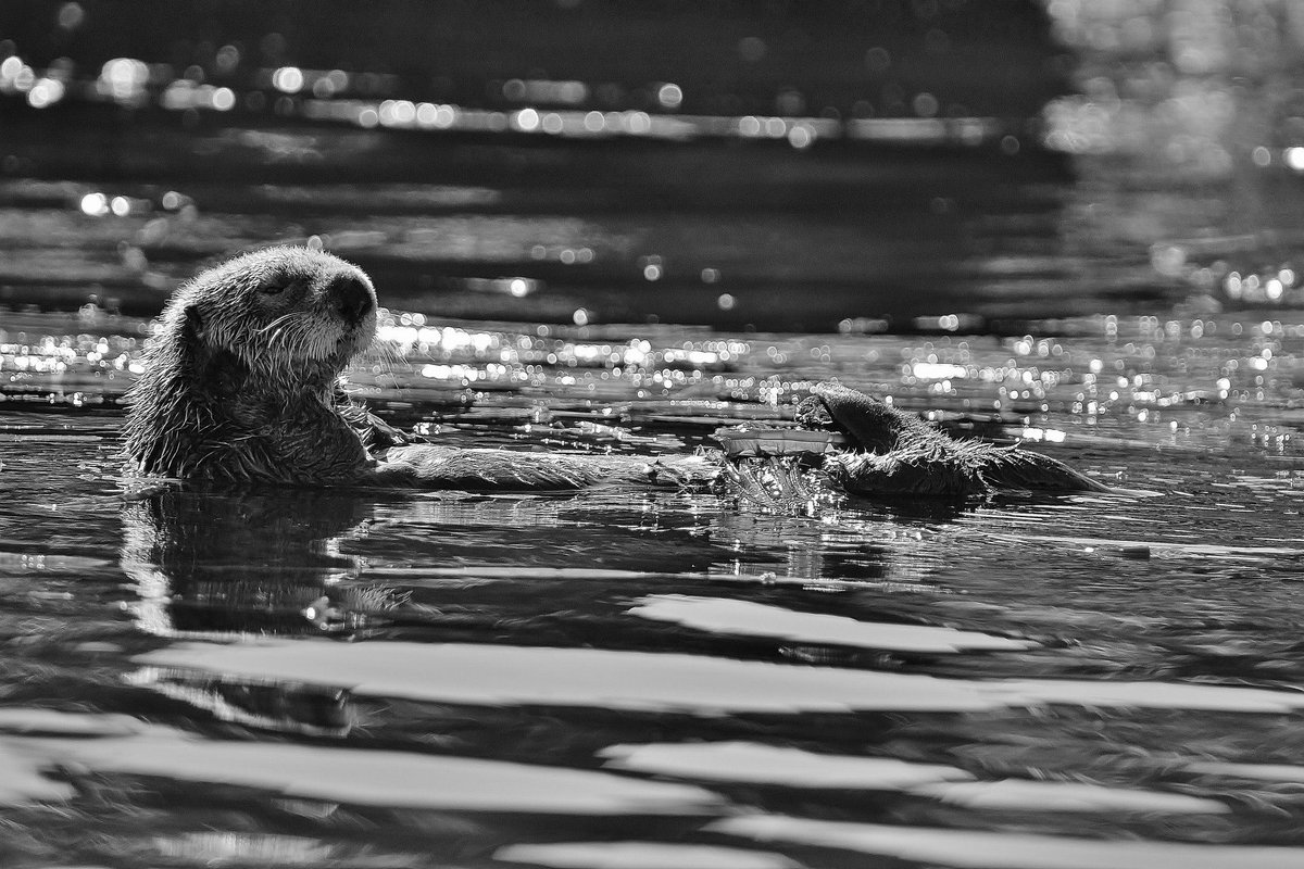 MuEnvs's tweet image. FUN FACT FRIDAY
Sea Otters have built in pockets under their arms.
#manchesteruniversity #FunFactFriday