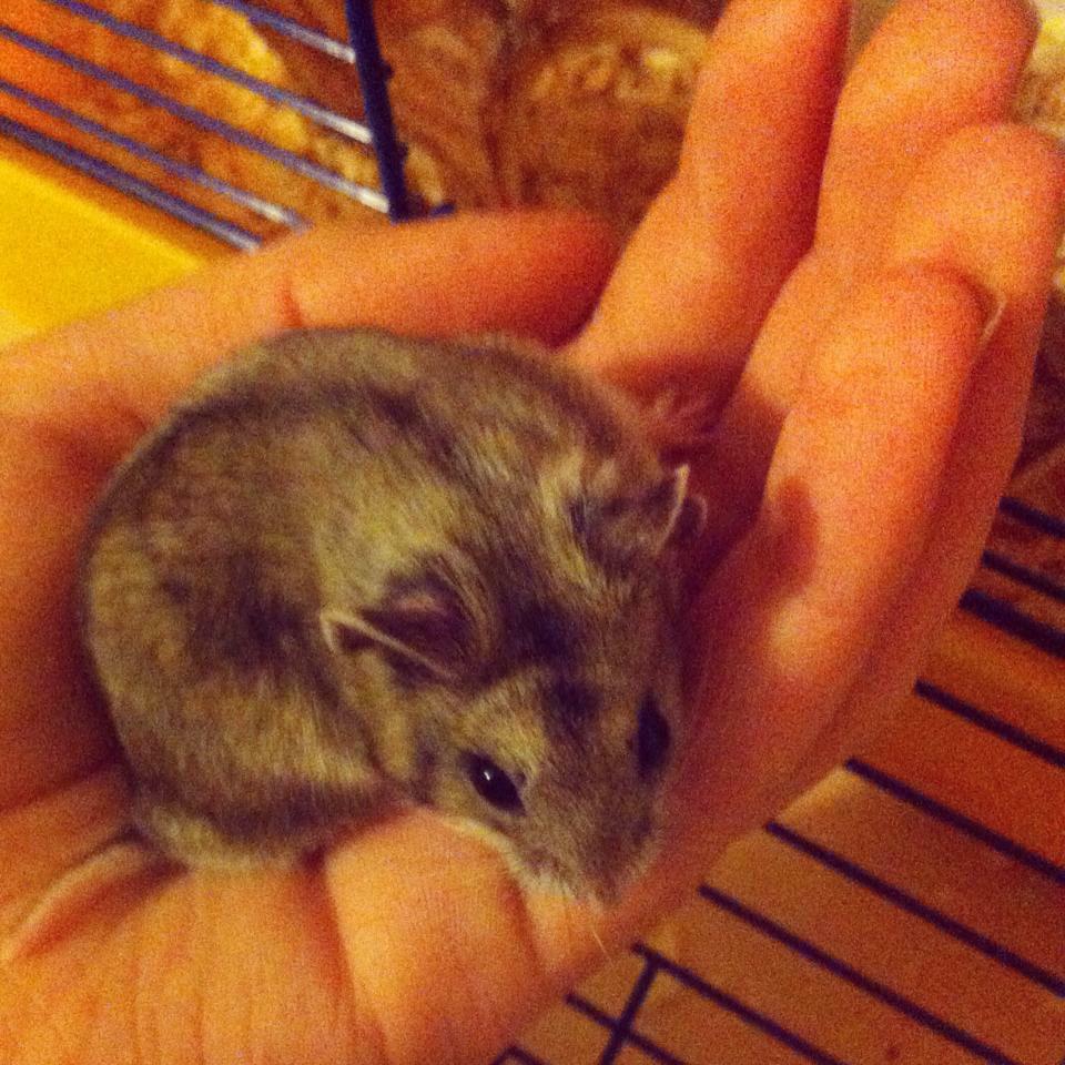 clitosaurus rex tweet media