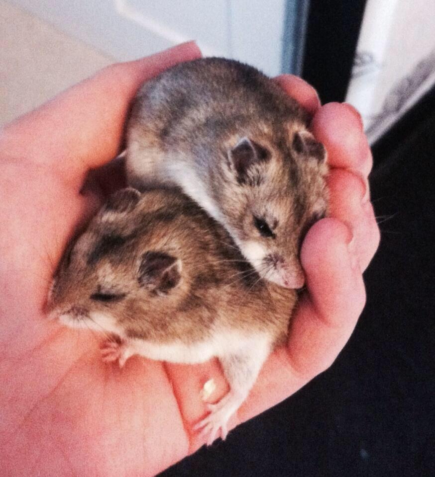 clitosaurus rex tweet media