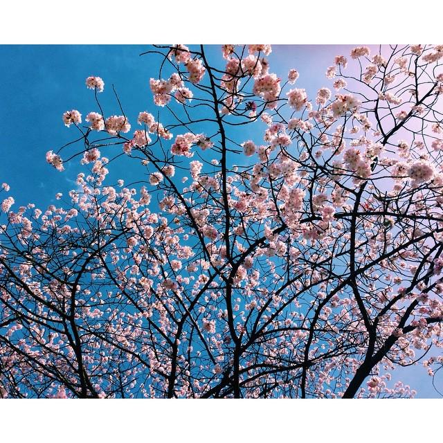 Ugh I tried my hardest not to post a cherry blossom pic but fuck it I'm weak. http://t.co/M7lSeKxsWg<a href="/tag/food"class="tags"><span>#food</span></a><a href="/tag/shopping"class="tags"><span>#shopping</span></a><a href="/tag/parties"class="tags"><span>#parties</span></a><a href="/tag/holidazed"class="tags"><span>#holidazed</span></a><a href="/tag/newblogu"class="tags"><span>#newblogu</span></a>