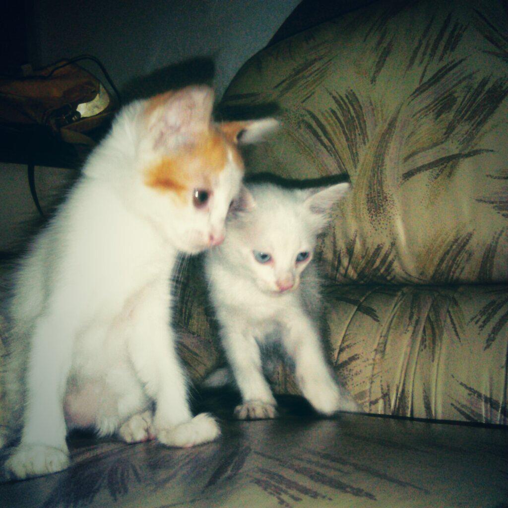 titatcp's tweet photo. @protectoraASN Gatitas buscan urgente hogar temporal/adopcion.Puedes darle a alguna una 2da oportunidad? 04129953291. http://t.co/Ez8RBUTmyM