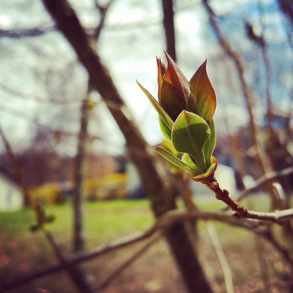 Lilacs are almost in bloom!  #NEPA #PoconoMtns <a href="/visitPA/">VISIT PA</a>