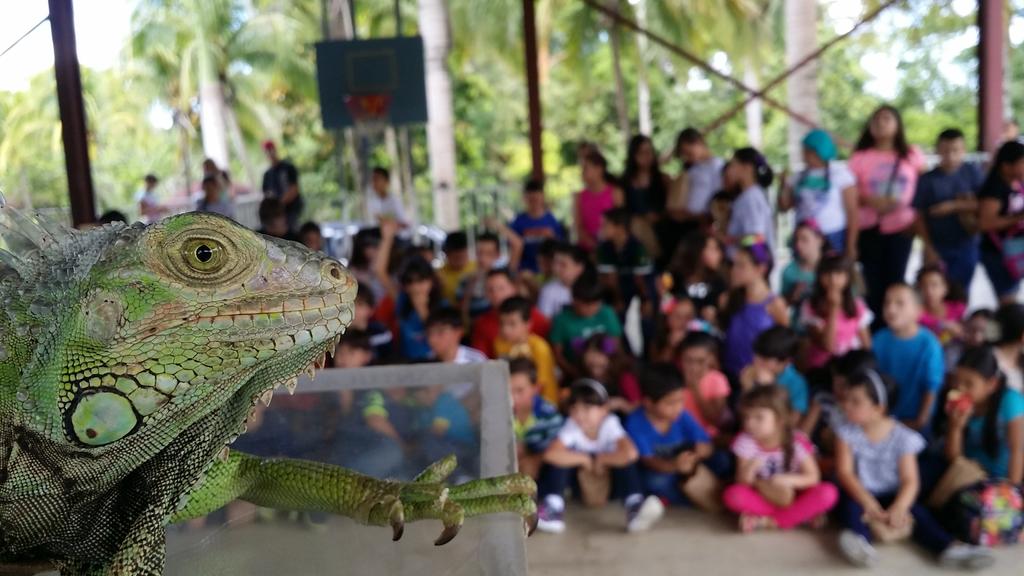 Puerto Rico Reptiles (@prreptiles) on Twitter photo 