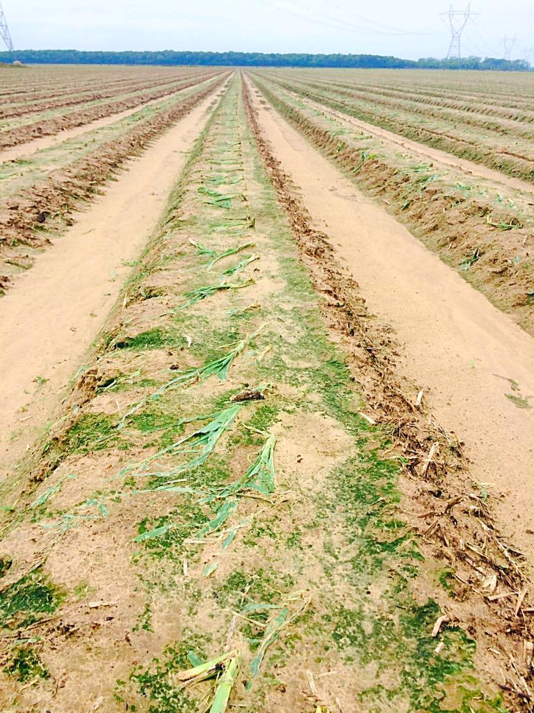 MStateCorn's tweet photo. #Corn field hammered by hail near Oak Ridge, LA - from consultant Jim Phillips. #mscrops #MSUext http://t.co/qHvElE5Syj