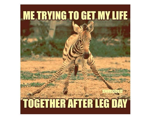 LuckyLynzee's tweet photo. Definitely me today! #legday #painandgain #gains #fitnessfriday #fitness #gymrat http://t.co/ku9cuirlcB