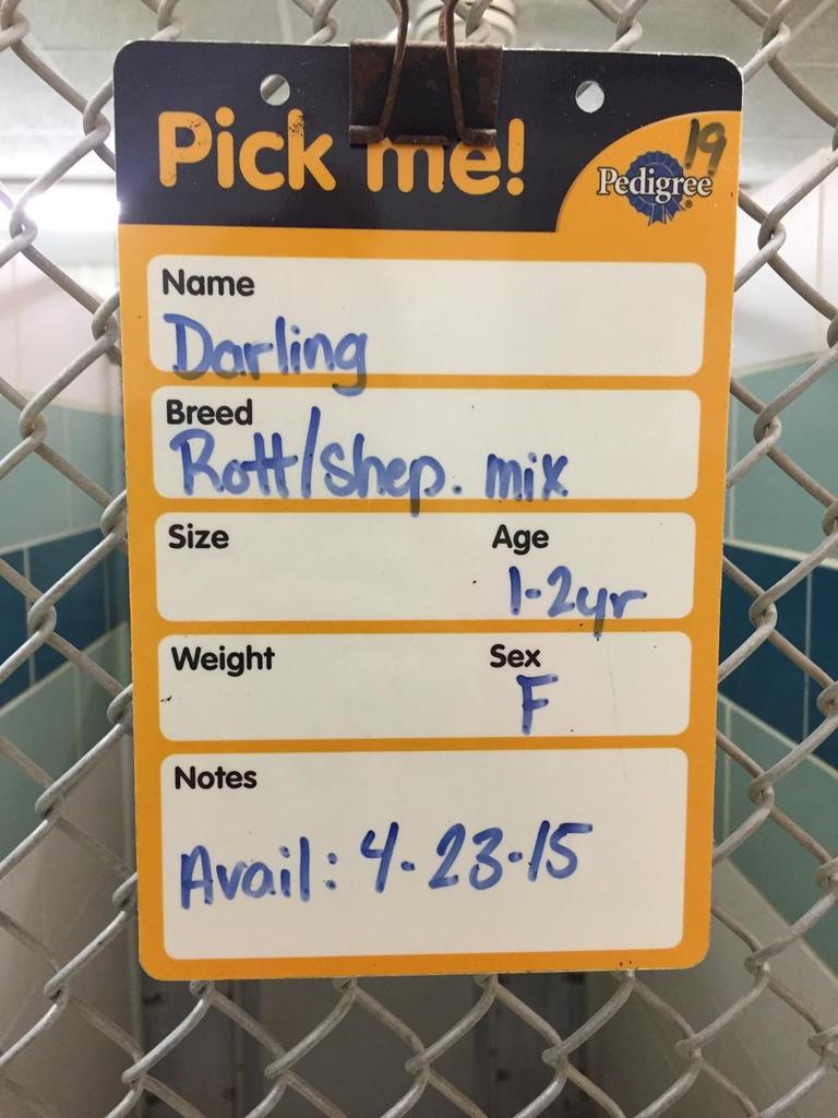 OhioU_AWC's tweet photo. HUGE thank you to everyone who made #BarkFest15 a success! Here's the adoptable cuties' info from the Athens shelter http://t.co/mYxCBmyAds