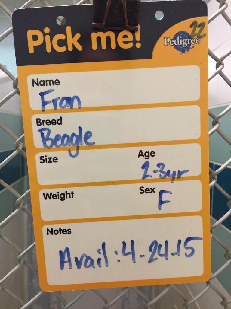 OhioU_AWC's tweet photo. HUGE thank you to everyone who made #BarkFest15 a success! Here's the adoptable cuties' info from the Athens shelter http://t.co/mYxCBmyAds