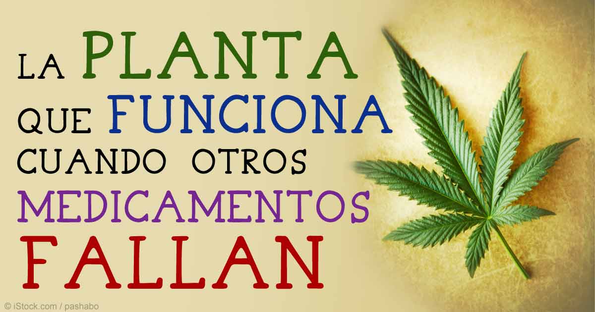 UneLasPiezas's tweet photo. "@mercola_espanol: La Planta q a Menudo Funciona Cuando #Medicamentos Fallan: http://t.co/QNffxG1S2F http://t.co/7wWzTyrZVy"@anamariagazmuri