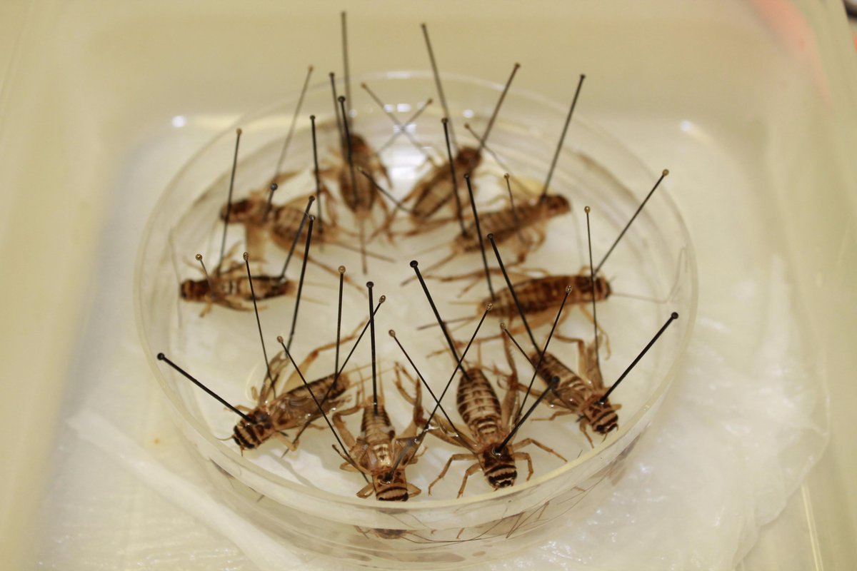 JagaLab_OSU's tweet image. Prepping crickets for dissection for Z365: Biology of Insects lab
