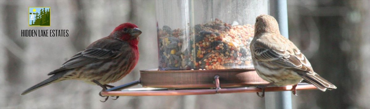 #BirdWatching #HiddenLakeEstates #Hawley #PA #WALLENPAUPACK