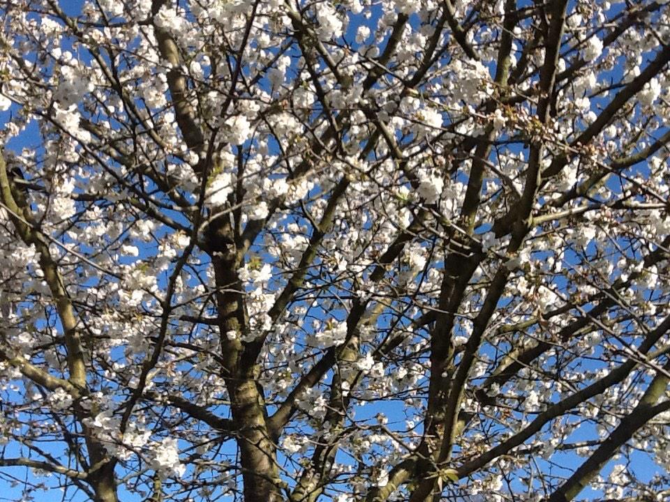 annick1967's tweet photo. Cherryblossems in my garden http://t.co/kinXoa0QWn